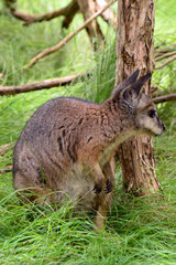 Kangaroo