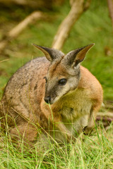 Fototapeta premium Kangaroo