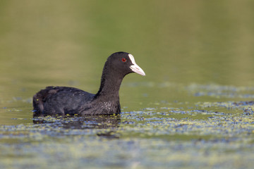 Eurasian coot in the wild nature