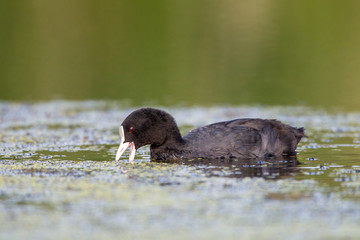 Eurasian coot in the wild nature