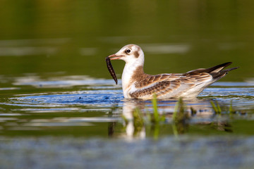 Black-headed gull is fed