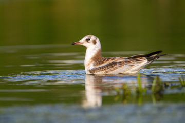 Black-headed gull  in the wild nature