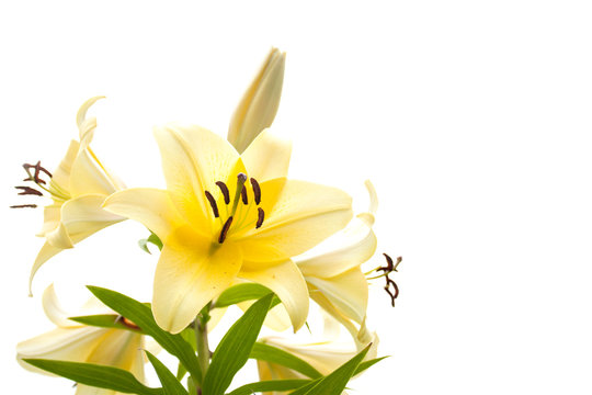 Pale yellow lily isolated on a white background