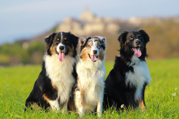 Australian shepherd