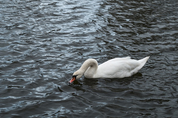 Naklejka premium Swan swimming in a pond autumn