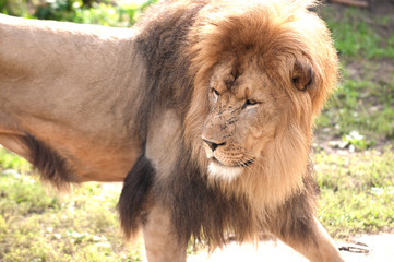 African lion