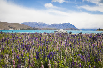 Fototapeta premium Lupinen am Lake Tekapo Neuseeland