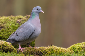 Stock dove