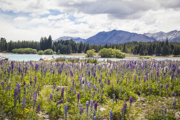 Lupinen am Lake Tekapo Neuseeland