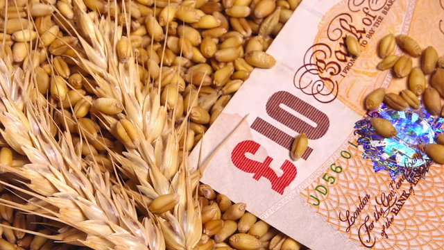 Harvested wheat crop grains price in Great Britain, conceptual footage with seed falling over British pound banknote.