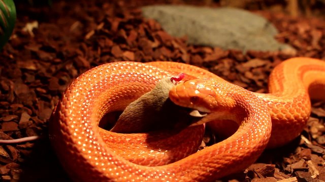 Red / Orange albino Snake eats a gray mouse