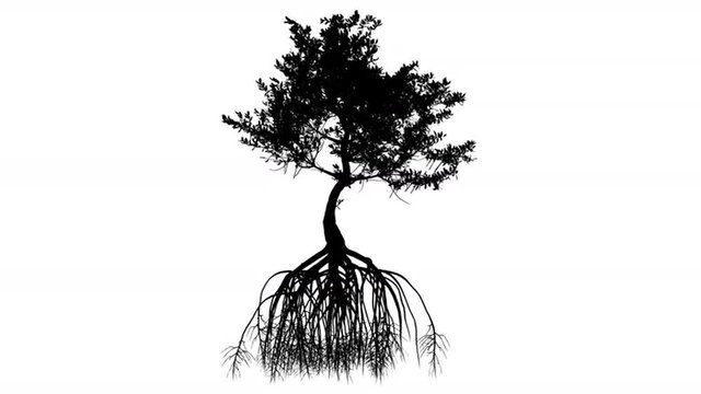 Red Mangrove Long Roots Silhouette Of Tree Small Animated Tree is Swaying at The Wind Branches are Staggering Leaves are Fluttering Rhizophora Mangle