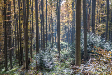 Naturalny górski las w jesiennych barwach