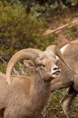 Fototapeta premium Desert Bighorn Sheep Ram in Rut