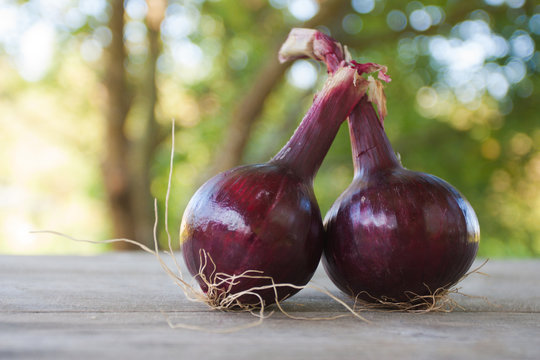 A pair of natural red onions on a wooden table in the garden