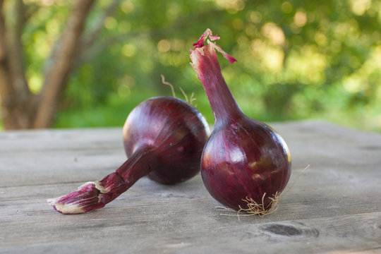 Two natural red onions on a wooden table in the garden