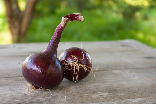 Natural red onion on a wooden table in the garden