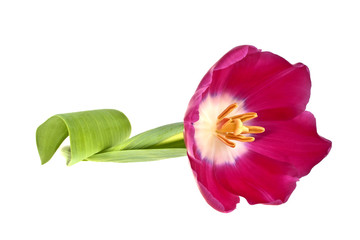 Tulip flower isolated on white background