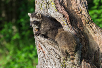 Young Raccoons (Procyon lotor) Crawl In and Out of Knothole