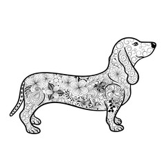Dachshund doodle