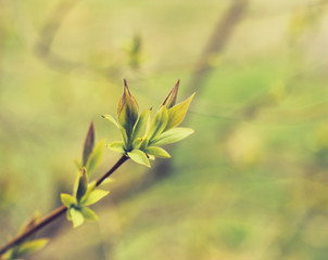 spring tree blooming branches