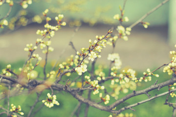 spring tree blooming branches