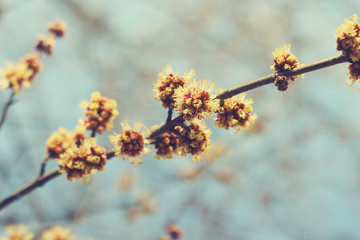 spring tree blooming branches