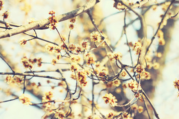 blooming cherry tree 