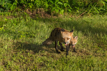 Red Fox Vixen and Kit (Vulpes vulpes) Runs Forward