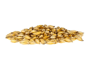 Barley grain seed isolated on white background, close up