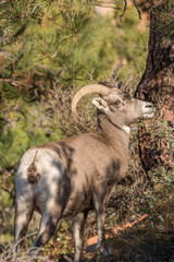 Naklejka na ściany i meble Desert Bighorn Sheep Ewe