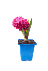 Pink hyacinth in pot on white background. 