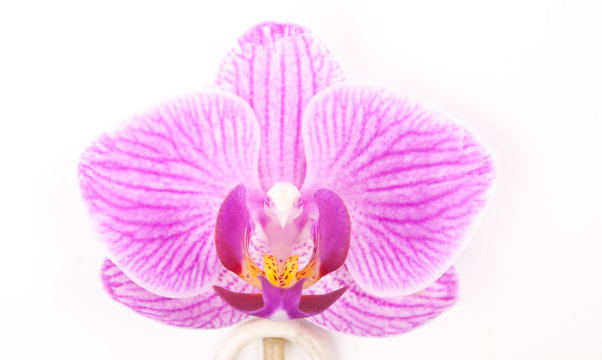 Pink orchid on white background. 