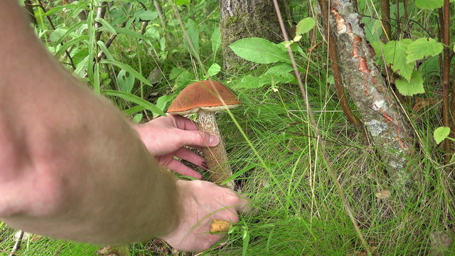 a man cut off a large white mushroom in a green grass