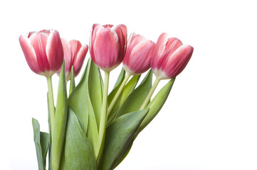 Tulips Closeup Horizontal