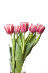 Tulip Bouquet