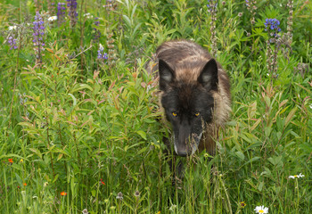 Black Phase Grey Wolf (Canis lupus) Walks Through Lupin Patch © geoffkuchera