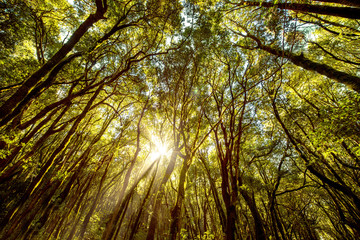 Beautiful evergreen forest in Garajonay national park on La Gomera island. Wide angle view with copy space