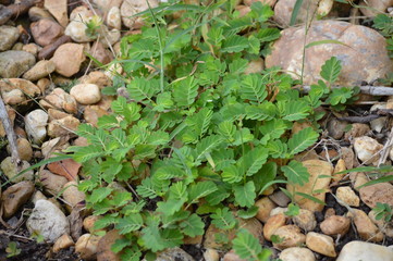 Spurge weeds in a rock garden flower bed