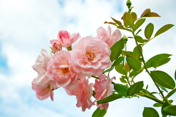 Roses in the garden.