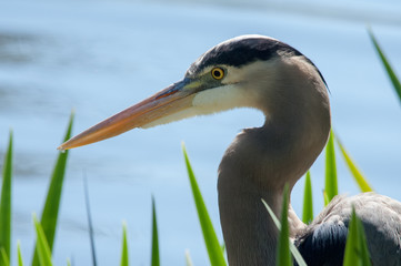 Heron