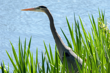 Heron