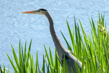 Heron