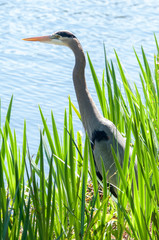 Heron