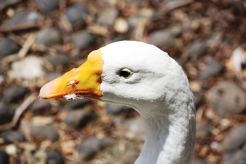 Fototapeta premium Portrait of a white domestic goose