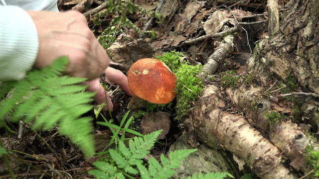 women's hands in a white blouse cut mushrooms growing at the base of the tree