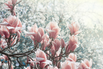 Obraz premium Magnolia flowers in the park