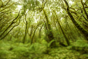 Beautiful evergreen forest in Garajonay national park on La Gomera island. Wide angle view with copy space and tilt-shift effect