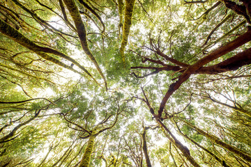 Beautiful evergreen forest in Garajonay national park on La Gomera island. Wide angle view with copy space