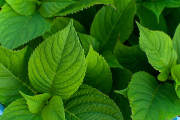 Leaves and Greenery of Hydrangea Bush